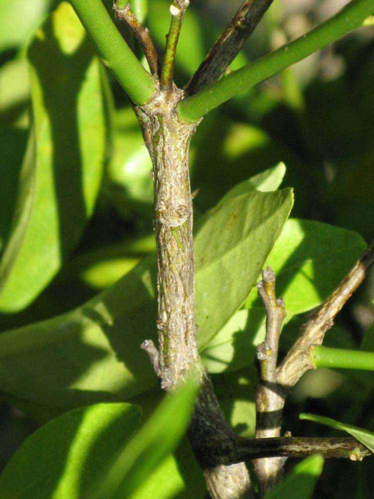              Second - third year twig (Winter Haven, FL)       